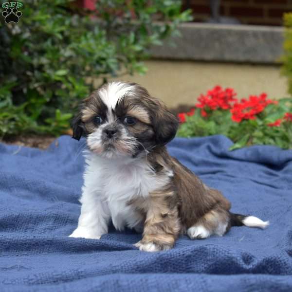Blueberry, Shih Tzu Puppy